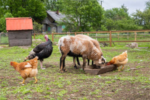 Sheep and chickens in a lifetstyle block