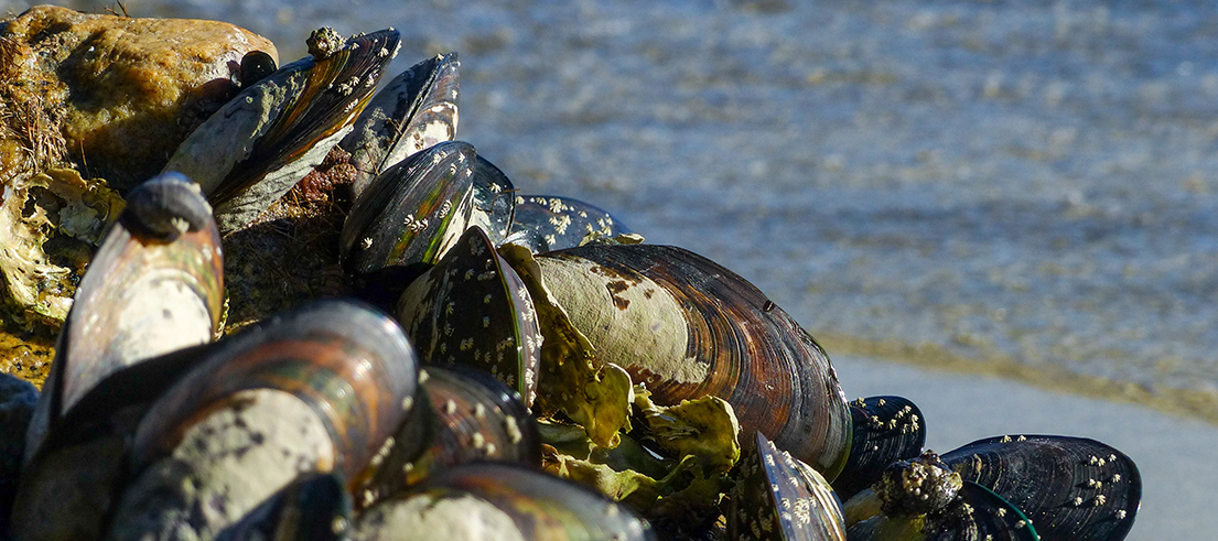 Ecan news story Green liped mussels