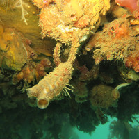 Marine pest clubbed tunicate