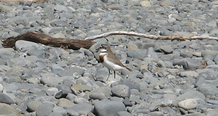 Banded dotterels such as the one pictured will remain protected under the regionwide biodiversity funding pool