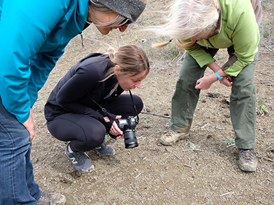 DOC staff investigate native plant species such as the slender button daisy with Sian Reynolds (centre) in the Waiau Toa catchment.