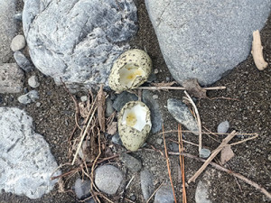 Two black-fronted tern eggs after being preyed on.