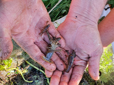 Crustacean found found through monitoring