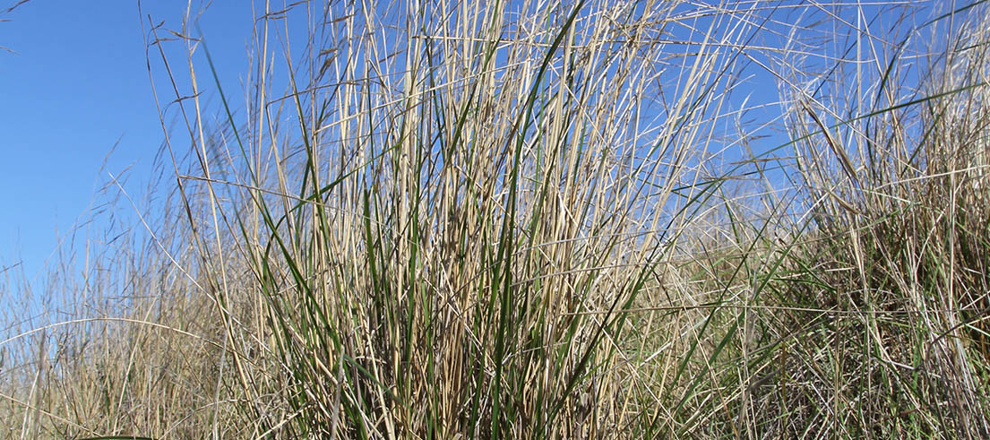 Chilean needle grass | Environment Canterbury