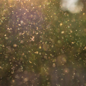 Dust, pollen and small particles fly through the air