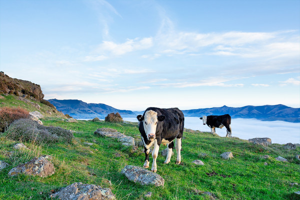 Cow is grazing at the top of the Bank Peninsula