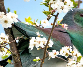 Kereru Wood pigeon on cherry tree