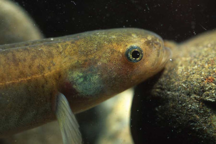 mudfish closeup